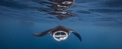 ​魔鬼鱼和鳐鱼的区别