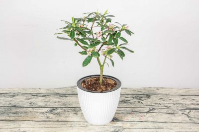 ​瑞香花怕冻吗