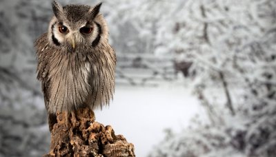 ​猫头鹰是胎生还是卵生