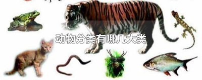 ​动物分类有哪几大类