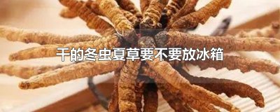 ​干的冬虫夏草要不要放冰箱