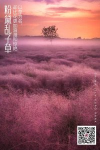 ​粉黛乱子草：以草为名，却比花更加浪漫和惊艳