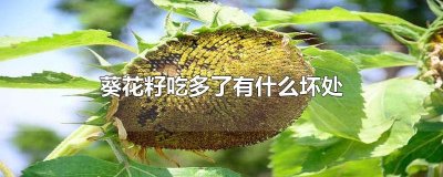 ​葵花籽吃多了有什么坏处