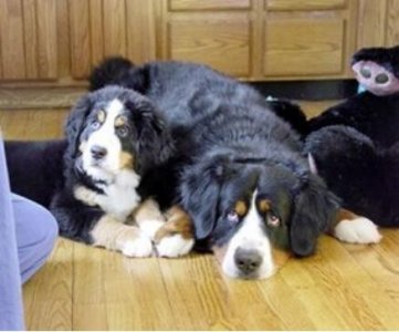 ​曾经称霸东北的猎犬，如今数量不足千条：鄂伦春犬的确很美