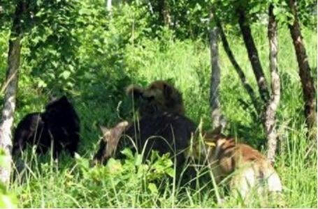 曾经称霸东北的猎犬，如今数量不足千条：鄂伦春犬的确很美