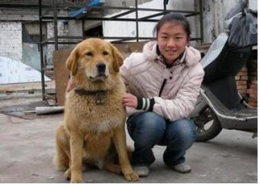 曾经称霸东北的猎犬，如今数量不足千条：鄂伦春犬的确很美