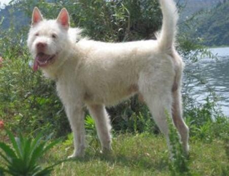 曾经称霸东北的猎犬，如今数量不足千条：鄂伦春犬的确很美