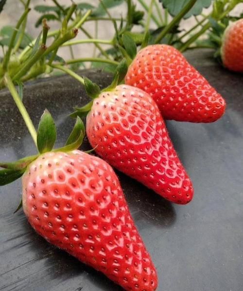 奶油草莓和普通草莓的区别图片