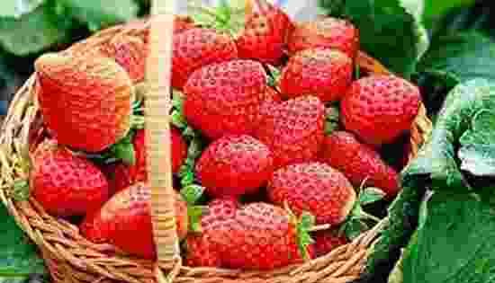 奶莓和草莓的区别,奶莓和红颜草莓哪个贵图2