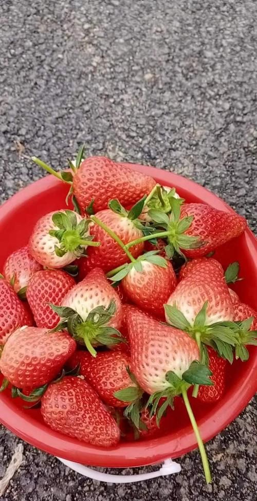 奶油草莓和普通草莓的区别图片