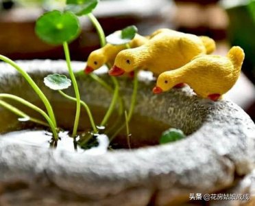 ​告诉你个冬天养“铜钱草”的小技巧，叶子不会黄，满满一盆绿！