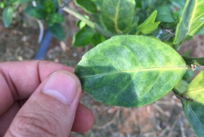 ​原创：实地拍摄15张经典柑橘黄龙病高清图片，免费分享