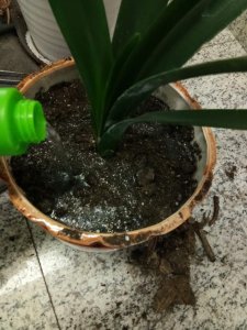 ​君子兰是兰花的一种吗