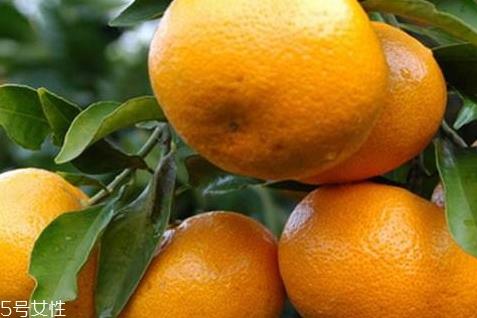 椪柑的营养价值 椪柑的功效作用