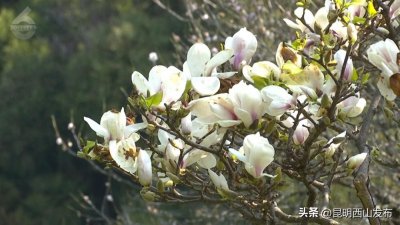 ​春日浪漫指南：西山玉兰园，一场不可错过的花漾盛宴，花期将尽速来观赏~