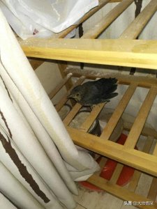 ​家里飞进来一只鸟有何寓意？鸟雀进屋的预兆？