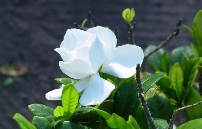 ​栀子花开花在什么季节（栀子花开的季节）