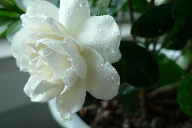 栀子花开花在什么季节（栀子花开的季节）(2)