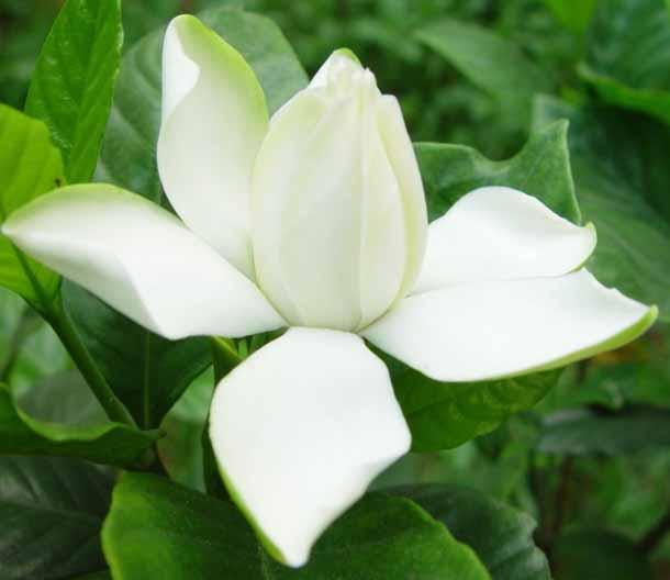 栀子花开花在什么季节（栀子花开的季节）(3)