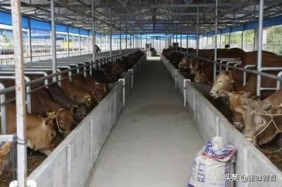 ​养20头牛能够有多少利润，需要投入多少钱？