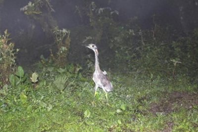 ​云南哀牢山发现“世界最神秘的鸟”，野外仅千只！对话发现者：连续4年在哀牢