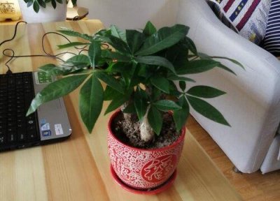 ​盆栽发财树怎么养才能更旺盛