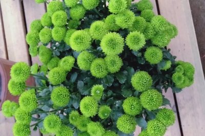 ​这两种花美丽耐冷又好养，称为开花机器，让你家阳台成为花海