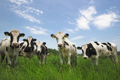 ​国产奶粉品牌排行榜