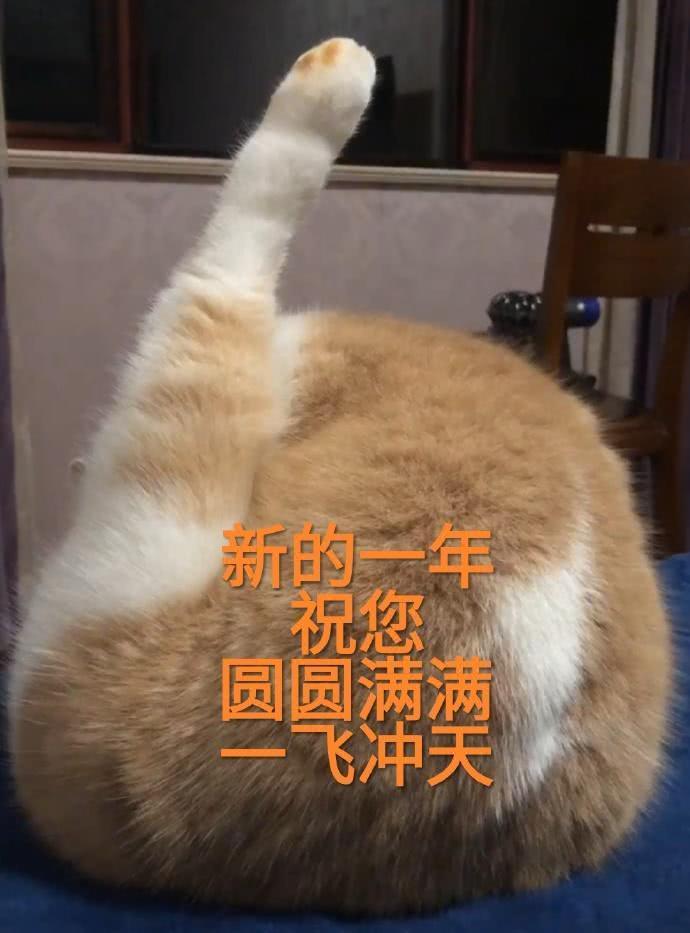 蜜桃猫咪表情包:你说什么就是什么,反正我听不懂人话