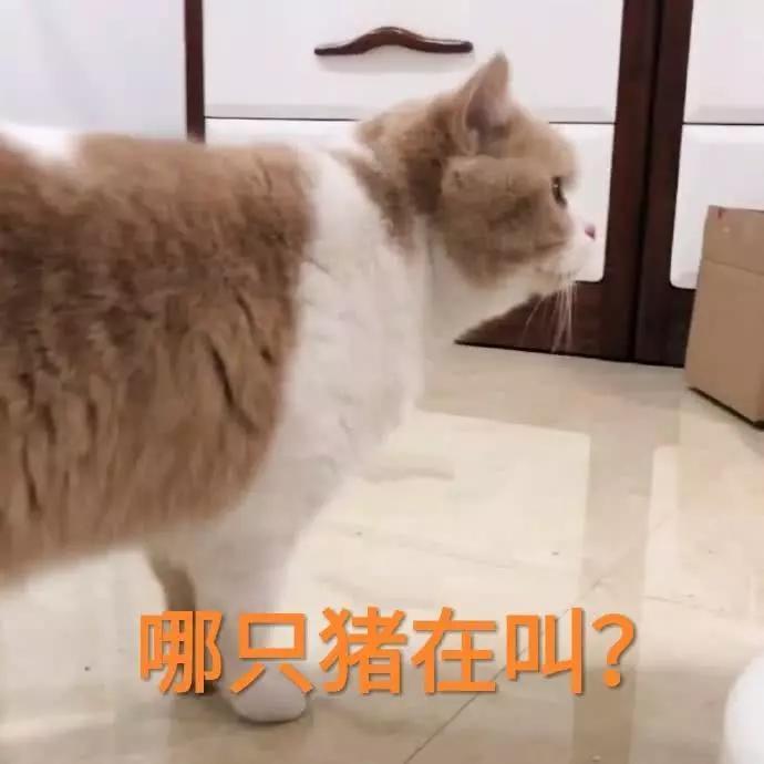 蜜桃猫咪表情包:你说什么就是什么,反正我听不懂人话