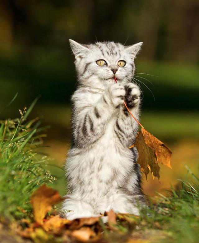 王者荣耀之百里玄策的历史原型,有着一人灭一国的英雄气概