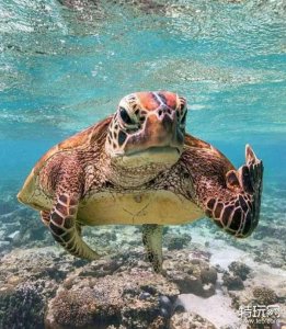 ​《海龟汤》题目大全 细思极恐《海龟汤》及答案