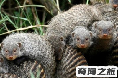 ​眼镜王蛇的天敌眼镜王蛇的克星有哪些(攻击性强且灵活)