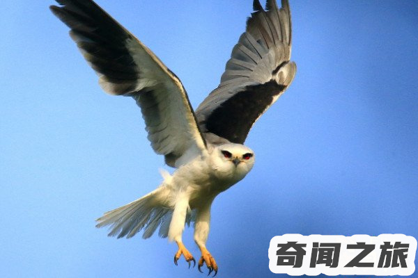 眼镜王蛇的天敌眼镜王蛇的克星有哪些(攻击性强且灵活)(2)_