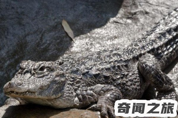 眼镜王蛇的天敌眼镜王蛇的克星有哪些(攻击性强且灵活)(5)_