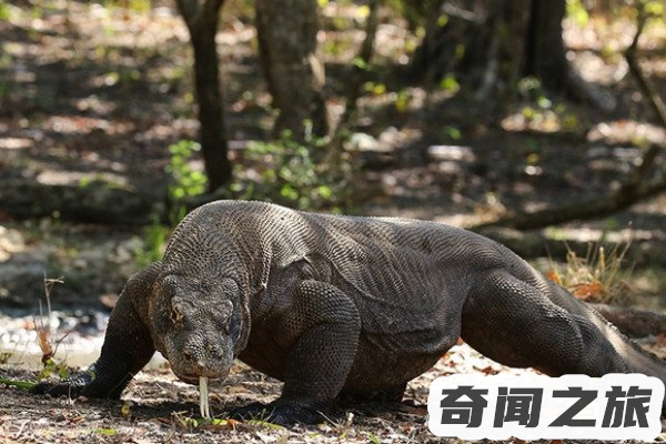 眼镜王蛇的天敌眼镜王蛇的克星有哪些(攻击性强且灵活)(3)_