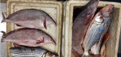 ​重庆截获6条长相怪异牙齿锋利的冰冻鱼，价格竟上百万