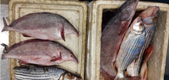 重庆截获6条长相怪异牙齿锋利的冰冻鱼,价格竟上百万