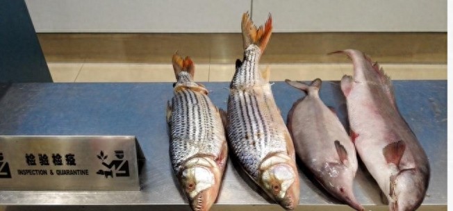 重庆截获6条长相怪异牙齿锋利的冰冻鱼,价格竟上百万