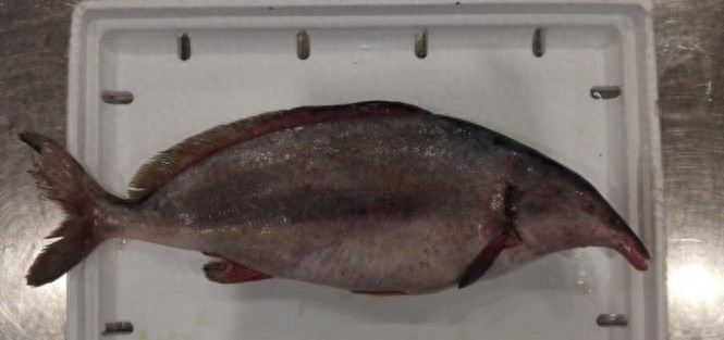 重庆截获6条长相怪异牙齿锋利的冰冻鱼,价格竟上百万