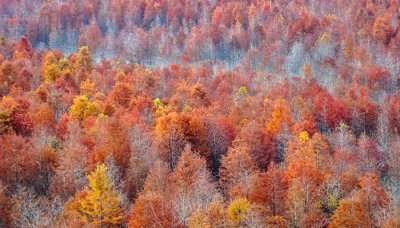 ​红树林在中国分布的最多的省份是