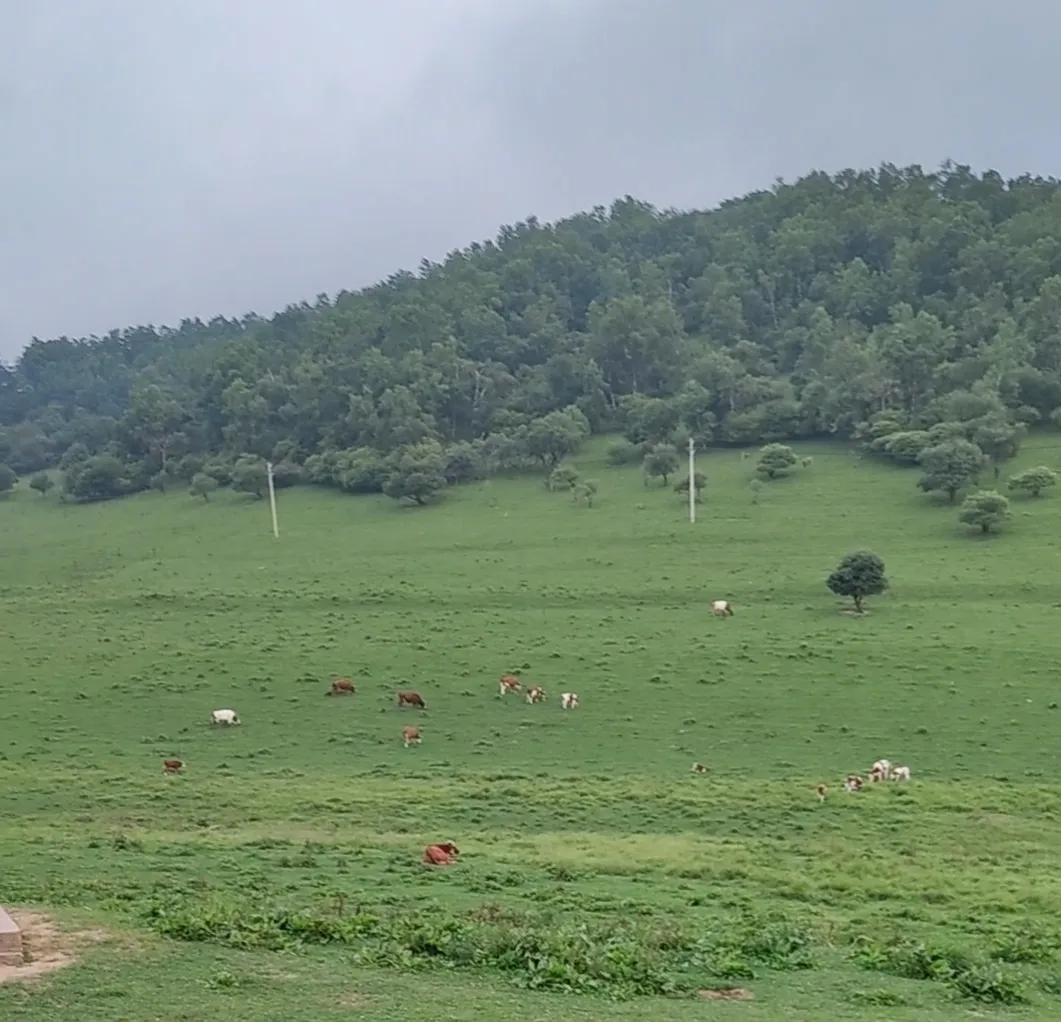 关山牧场住宿多少钱(关山牧场住宿蒙古包多少钱一晚)
