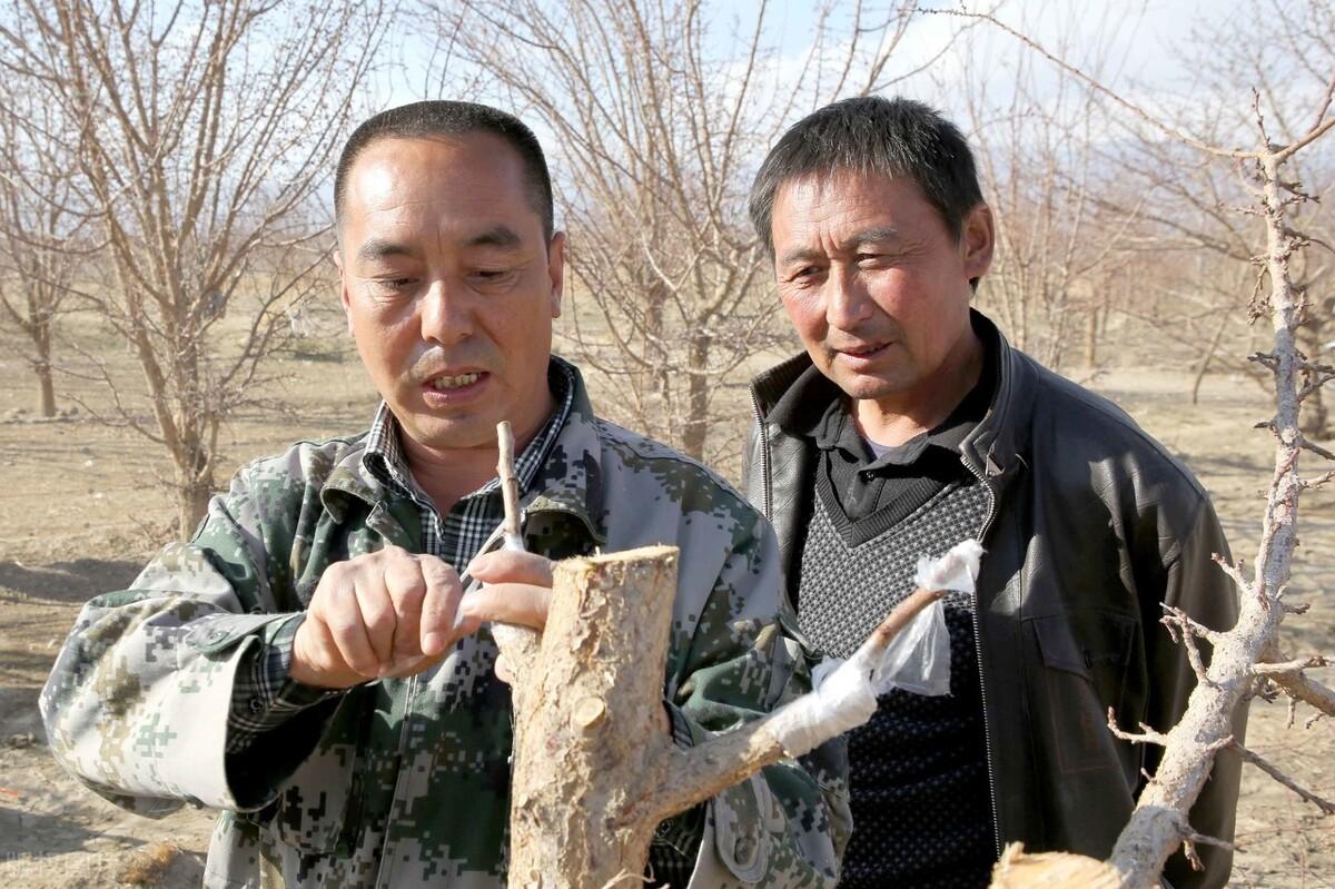 杏树嫁接时间与方法(杏树嫁接什么树最好)