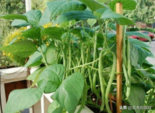 四季豆的种植时间和种植方法(四季豆立秋后还能种吗)