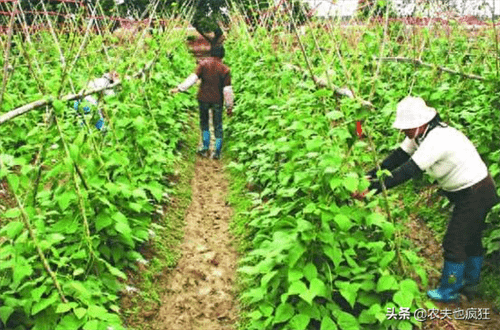 四季豆的种植时间和种植方法(四季豆立秋后还能种吗)