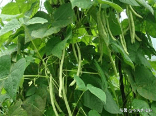 四季豆的种植时间和种植方法(四季豆立秋后还能种吗)