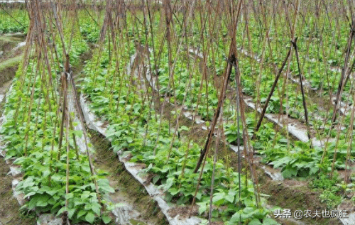 四季豆的种植时间和种植方法(四季豆立秋后还能种吗)