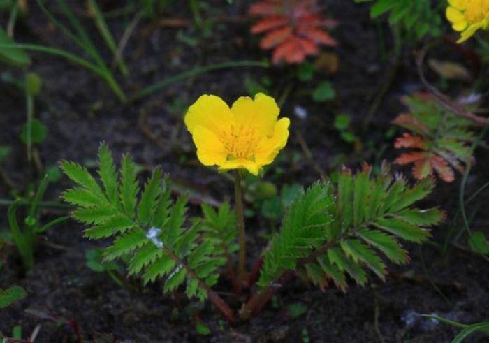 会开小黄花的野草,根部酷似鸡爪,除了入药以外还能包饺子!