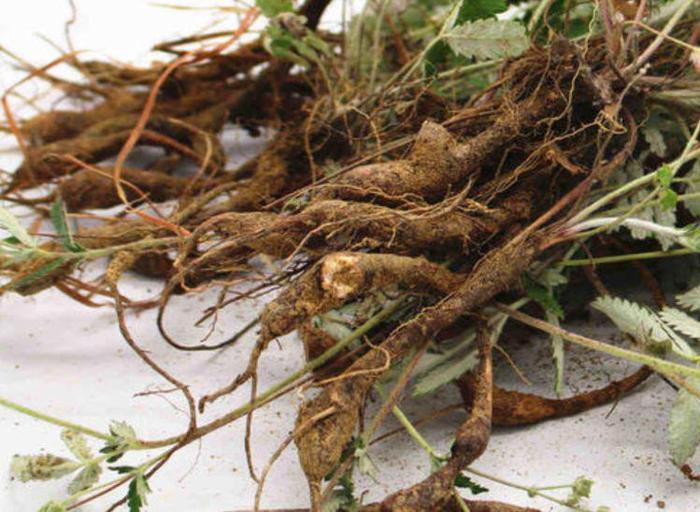 会开小黄花的野草,根部酷似鸡爪,除了入药以外还能包饺子!