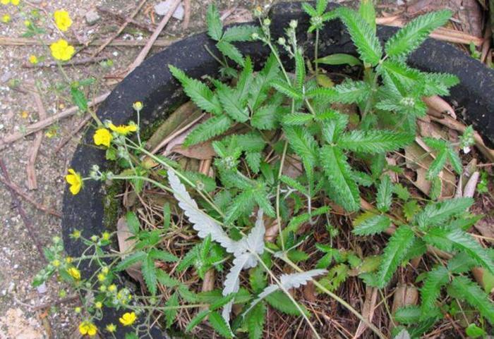 会开小黄花的野草,根部酷似鸡爪,除了入药以外还能包饺子!
